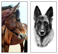 color horse and bw dog