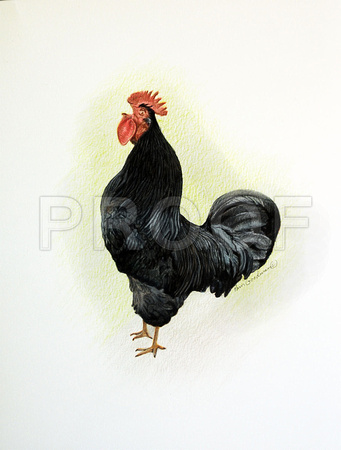 rooster2